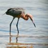 Reddish Egret