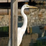 White Phase or Wurdermann's Heron