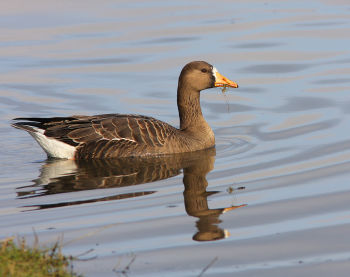 Greater White-fronted Goose