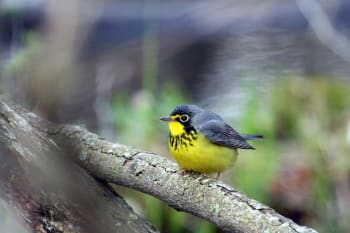 Male Canada Warbler