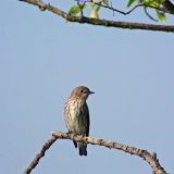 Gray-spotted Flycatcher