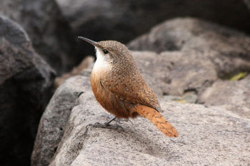 Canyon Wren