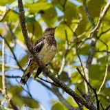 Aztec Thrush