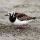 Ruddy Turnstone