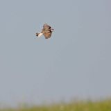 Male in flight - Kidder County, North Dakota, US - June 19, 2010