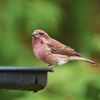 Purple Finch