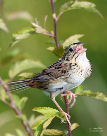 Henslow's Sparrow