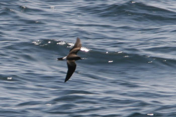 Leach's Storm-Petrel