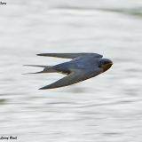 Barn Swallow in flight