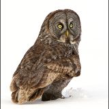 Great Gray Owl