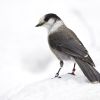 Canada Jay
