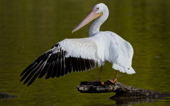 White Pelican