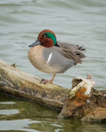 Male - Redwood Shores, Redwood City, California