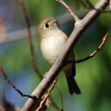 Hutton's Vireo