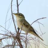 Arctic Warbler