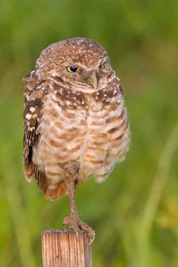 Burrowing Owl