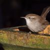 Bewick's Wren