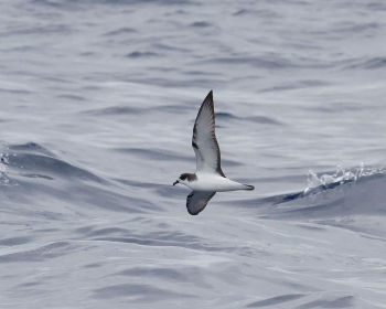 Photographed off Sunshine Coast Australia