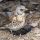 Fieldfare