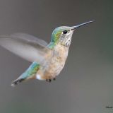 Female in flight at Littleton, Colorado on August 2, 2009