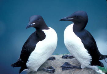 Thick-billed Murre