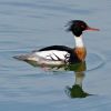 Red-breasted Merganser