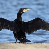 Drying its wings
