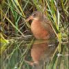 Clapper Rail