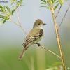 Willow Flycatcher