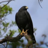 Zone-tailed Hawk; Sierra Co.; 8 May 2010
