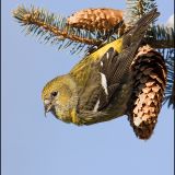 Female White-winged Crossbill