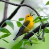 Prothonotary Warbler