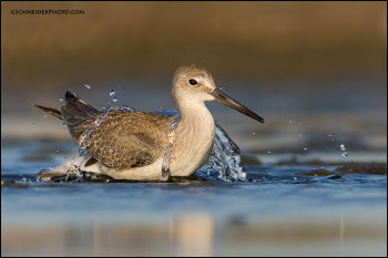 Immature Willet