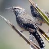 Cactus Wren