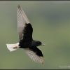 White-winged Tern