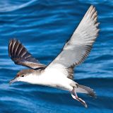 Buller's Shearwater