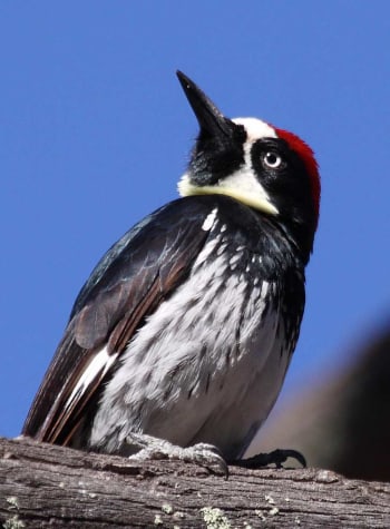 Acorn Woodpecker  Chiricahua National Park, AZ