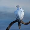 Gyrfalcon