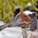 Chestnut-backed Chickadee