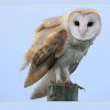 Barn Owl