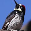 Acorn Woodpecker