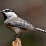 Mountain Chickadee