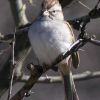 Rufous-winged Sparrow