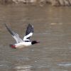 Common Merganser