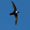 White-collared Swift