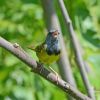 Mourning Warbler