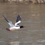 Common Merganser in flight