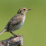 Saltmarsh Sparrow