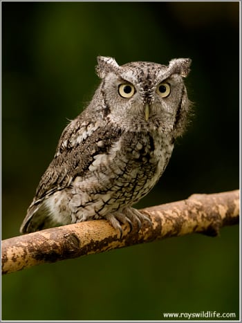 Gray phase Eastern Screech-owl