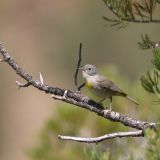 Virginia's Warbler